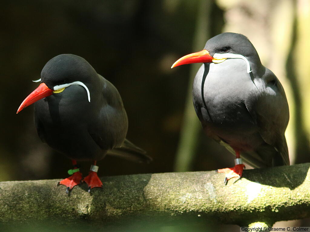 Inca Tern (Larosterna inca) - Adult