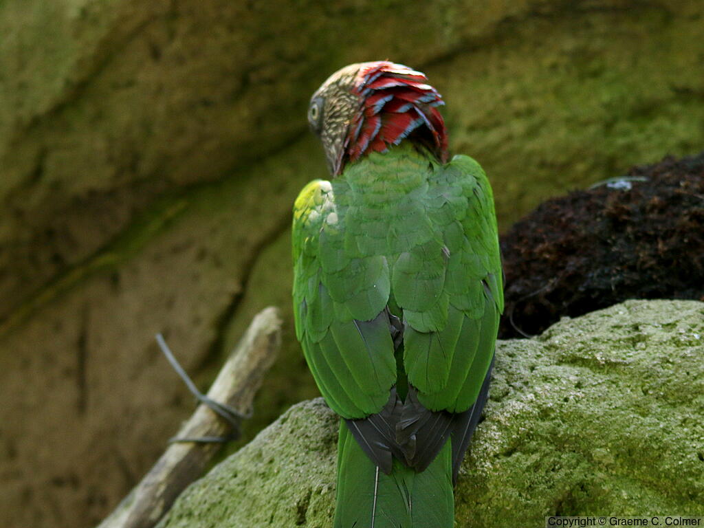Red-fan Parrot (Deroptyus accipitrinus) - Adult