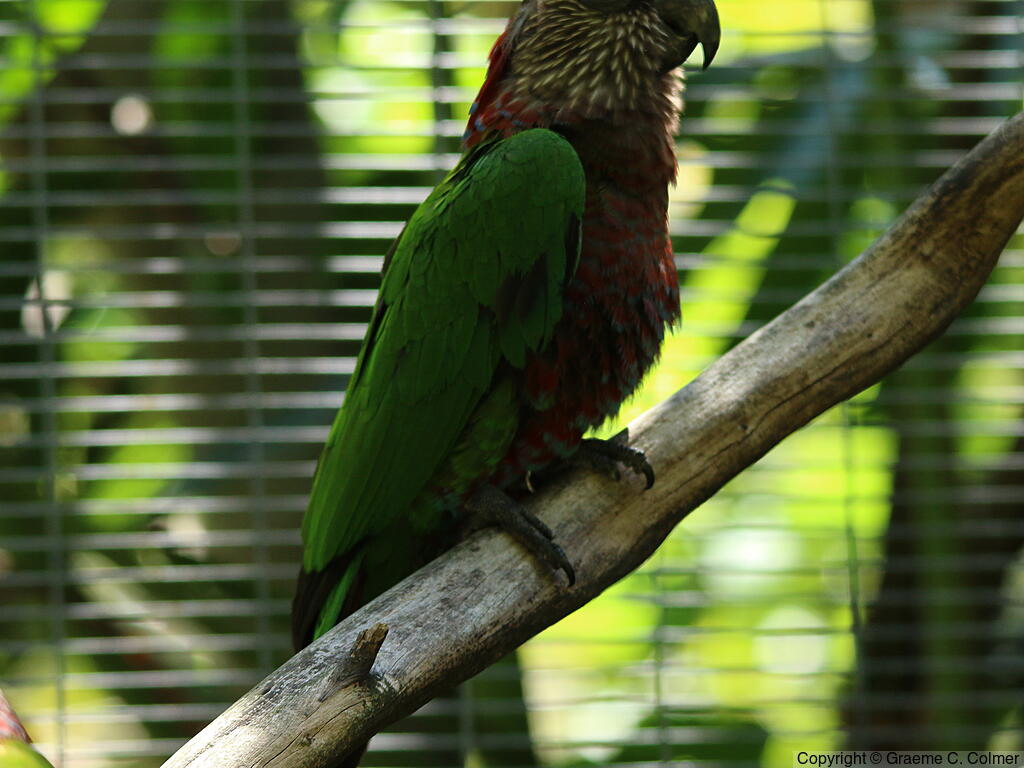 Red-fan Parrot (Deroptyus accipitrinus) - Adult