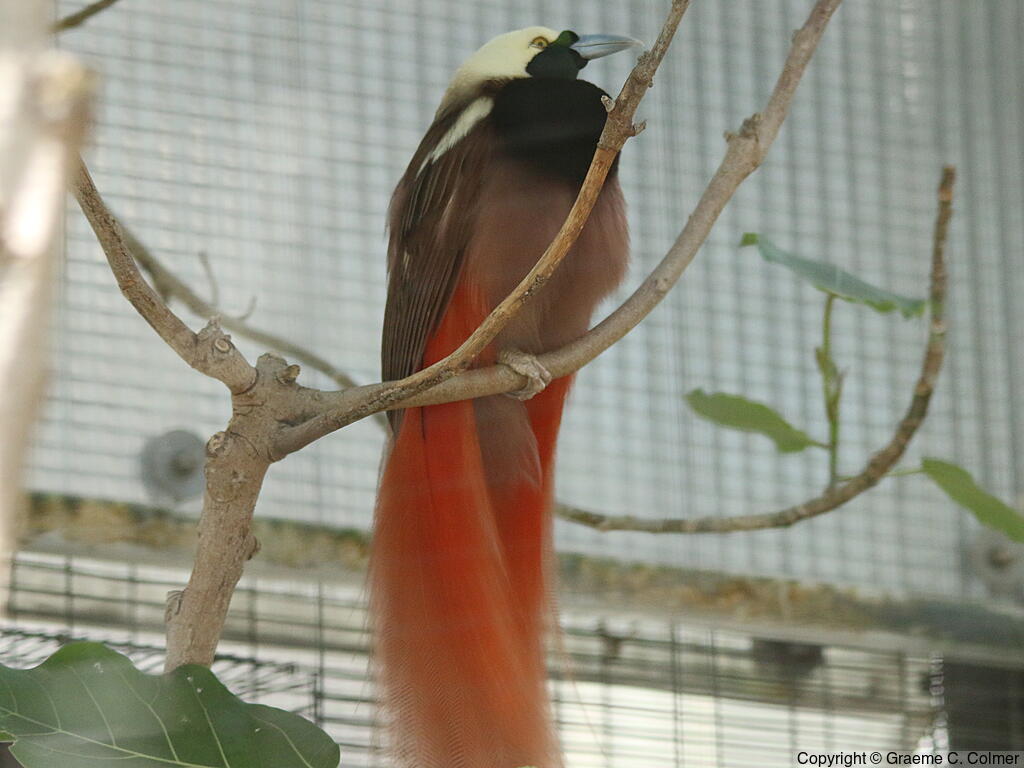 Raggiana Bird-of-Paradise (Paradisaea raggiana) - Adult