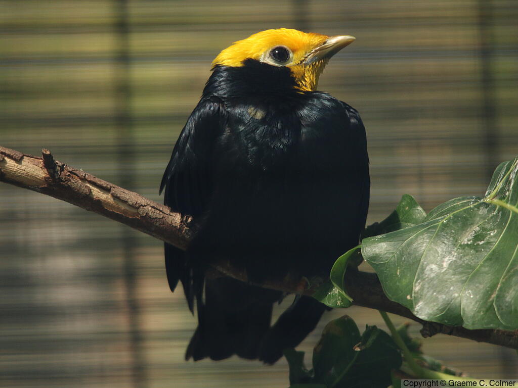 Golden-crested Myna (Ampeliceps coronatus) - Adult