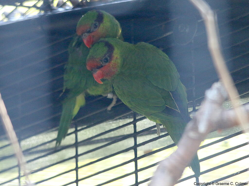 Mindanao Lorikeet (Trichoglossus johnstoniae) - Adults