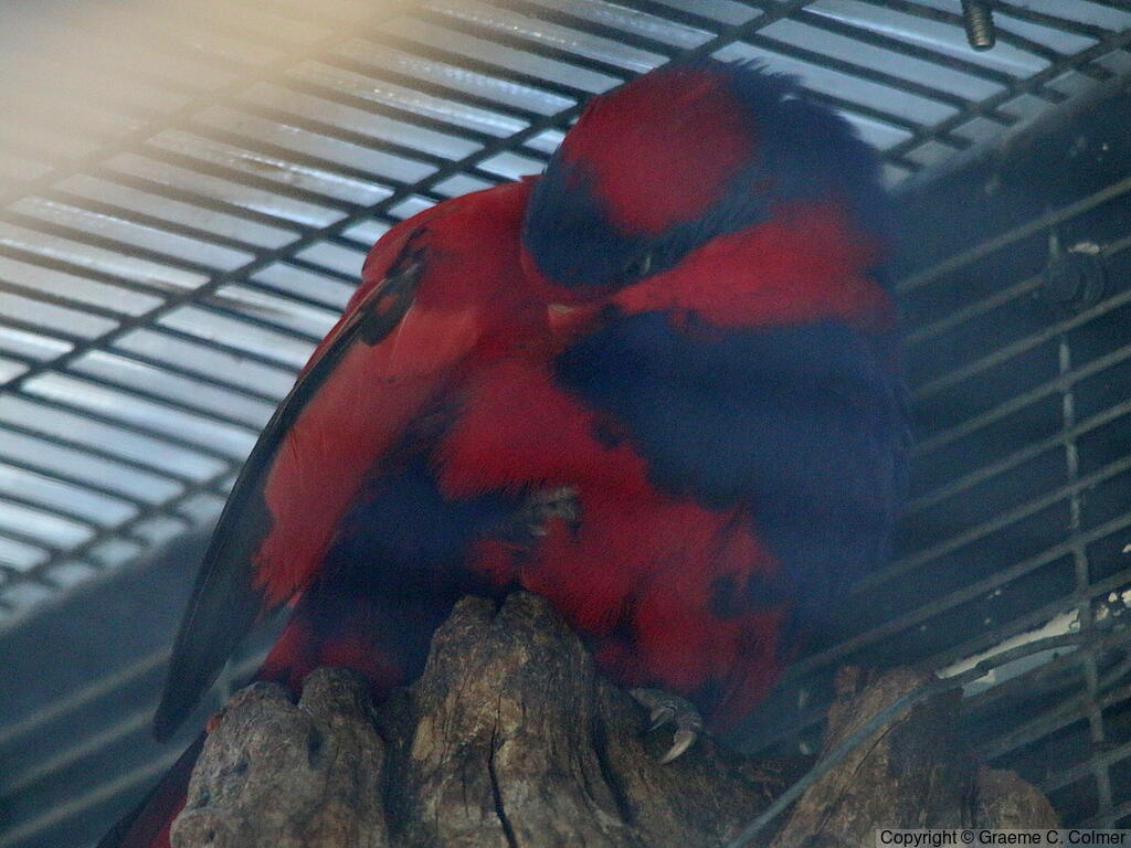 Red-and-blue Lory (Trichoglossus histrio) - Adults