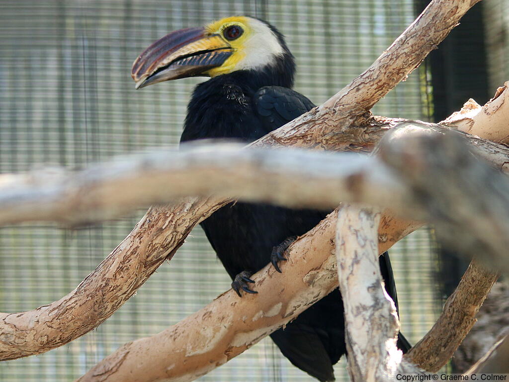 Sulawesi Hornbill (Rhabdotorrhinus exarhatus) - Adult