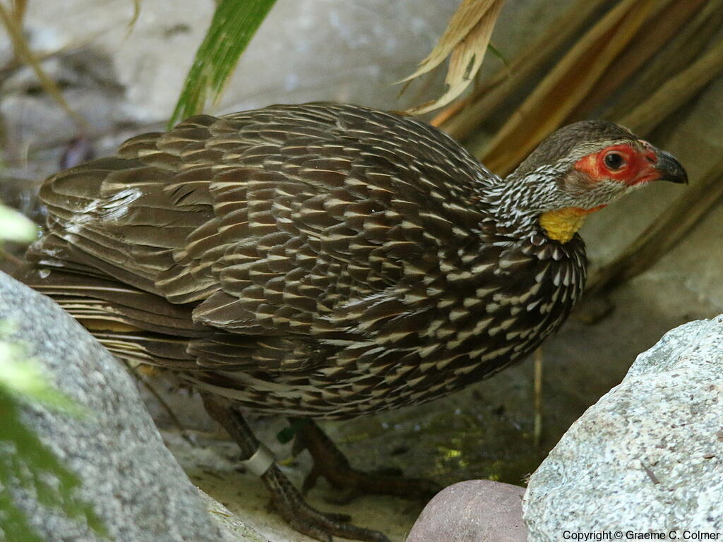 Yellow-necked Spurfowl (Pternistis leucoscepus) - Adult