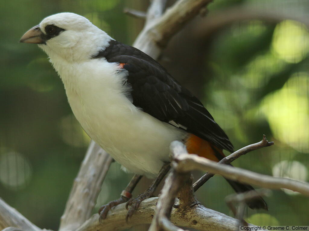 White-headed Buffalo-Weaver (Dinemellia dinemelli) - Adult