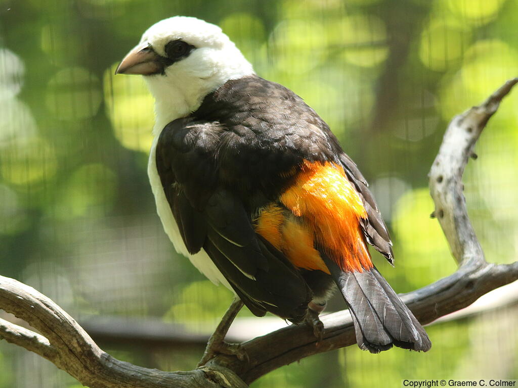 White-headed Buffalo-Weaver (Dinemellia dinemelli) - Adult
