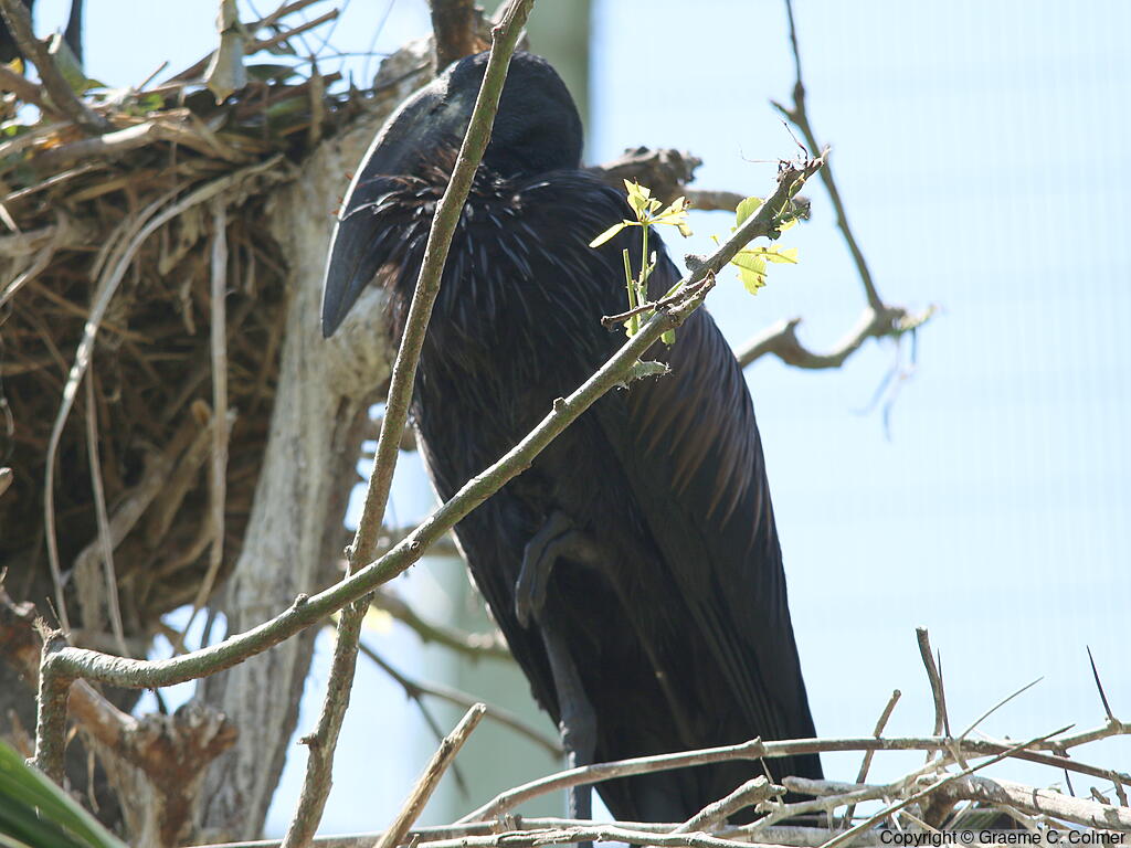 African Openbill (Anastomus lamelligerus) - Adult