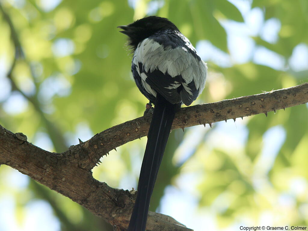 Magpie Shrike (Lanius melanoleucus) - Adult