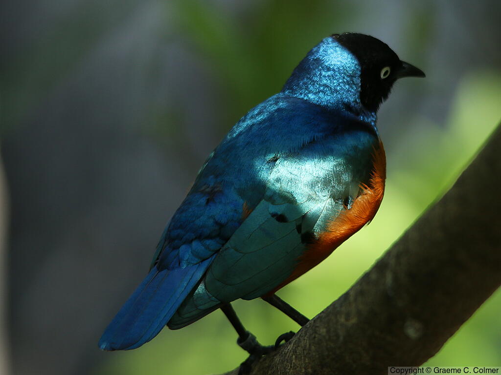 Superb Starling (Lamprotornis superbus) - Adult