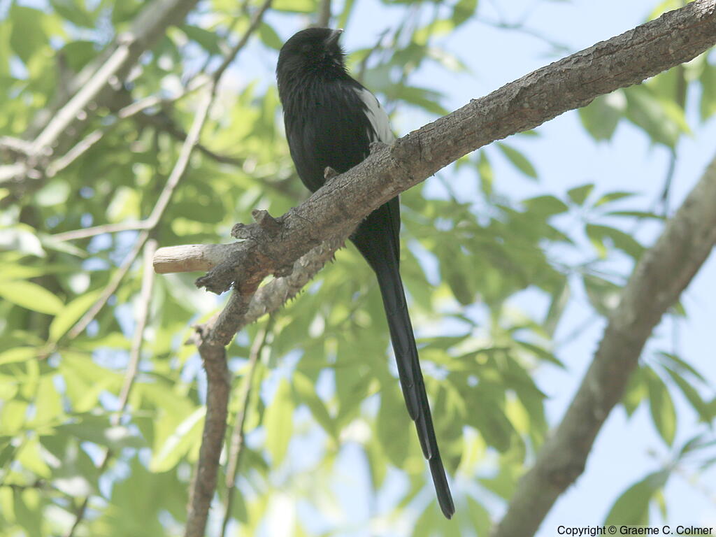 Magpie Shrike (Lanius melanoleucus) - Adult