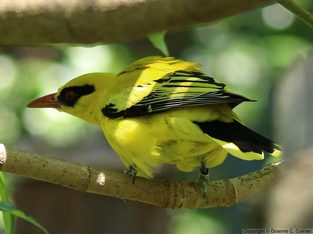 African Golden Oriole (Oriolus auratus) - Adult