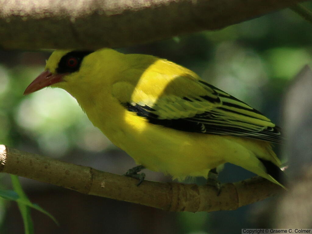 African Golden Oriole (Oriolus auratus) - Adult