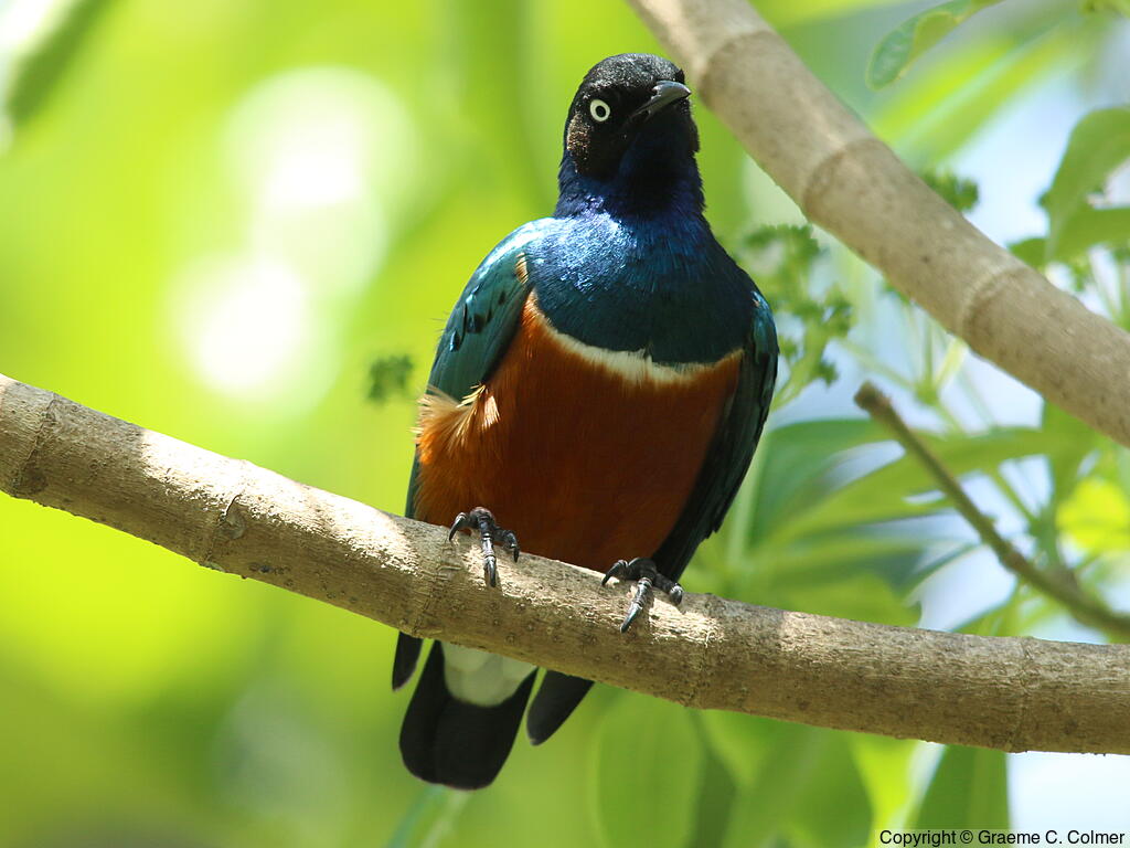 Superb Starling (Lamprotornis superbus) - Adult