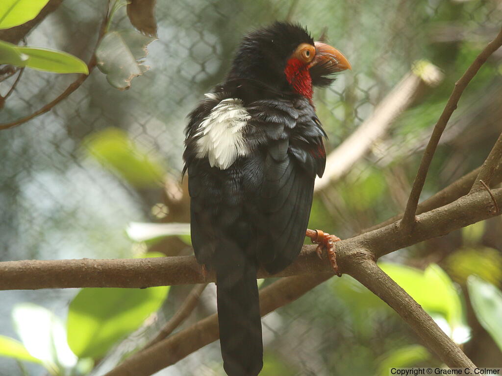Bearded Barbet (Pogonornis dubius) - Adult