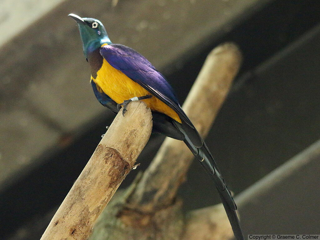 Golden-breasted Starling (Lamprotornis regius) - Adult
