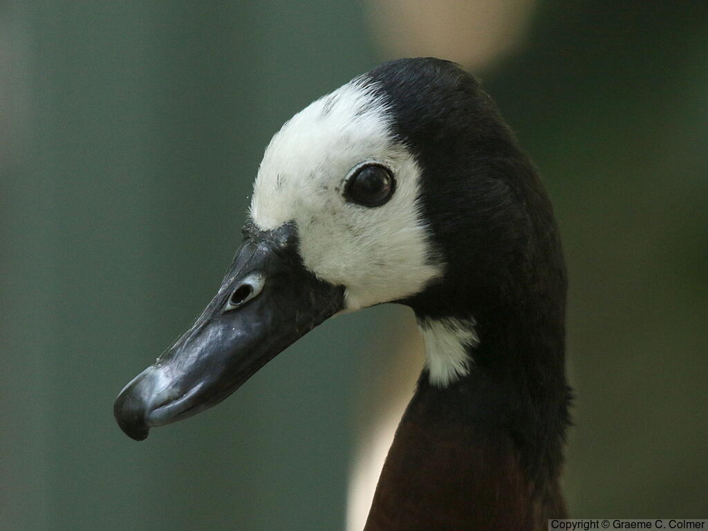 White-faced Whistling-Duck (Dendrocygna viduata) - Adult