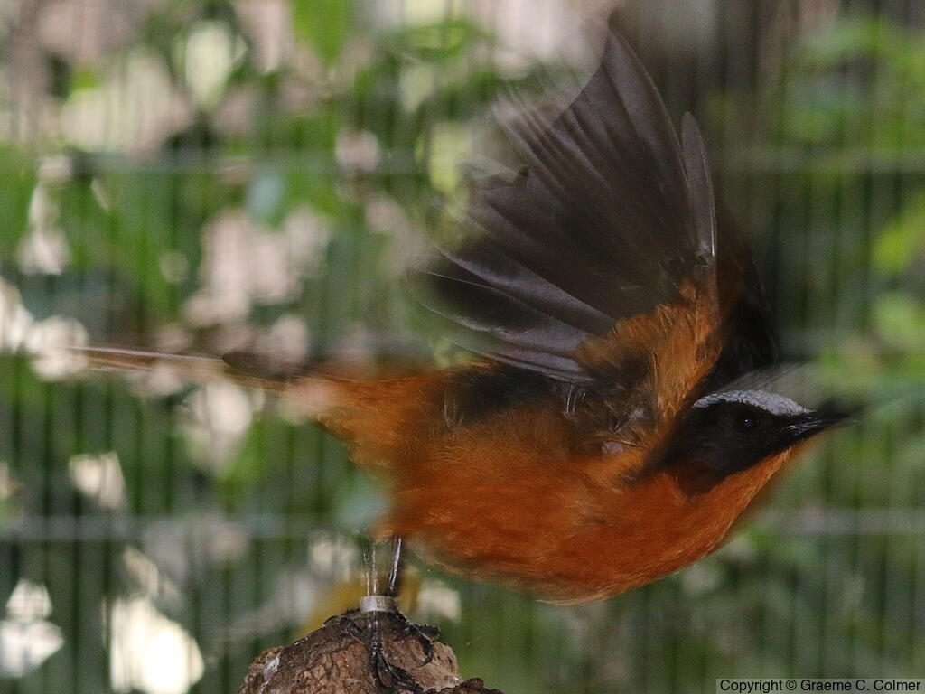 White-crowned Robin-Chat (Cossypha albicapillus) - Adult
