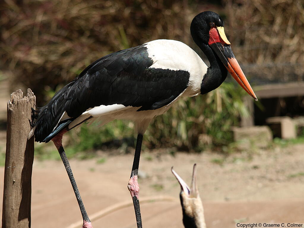 Saddle-billed Stork (Ephippiorhynchus senegalensis) - Adult