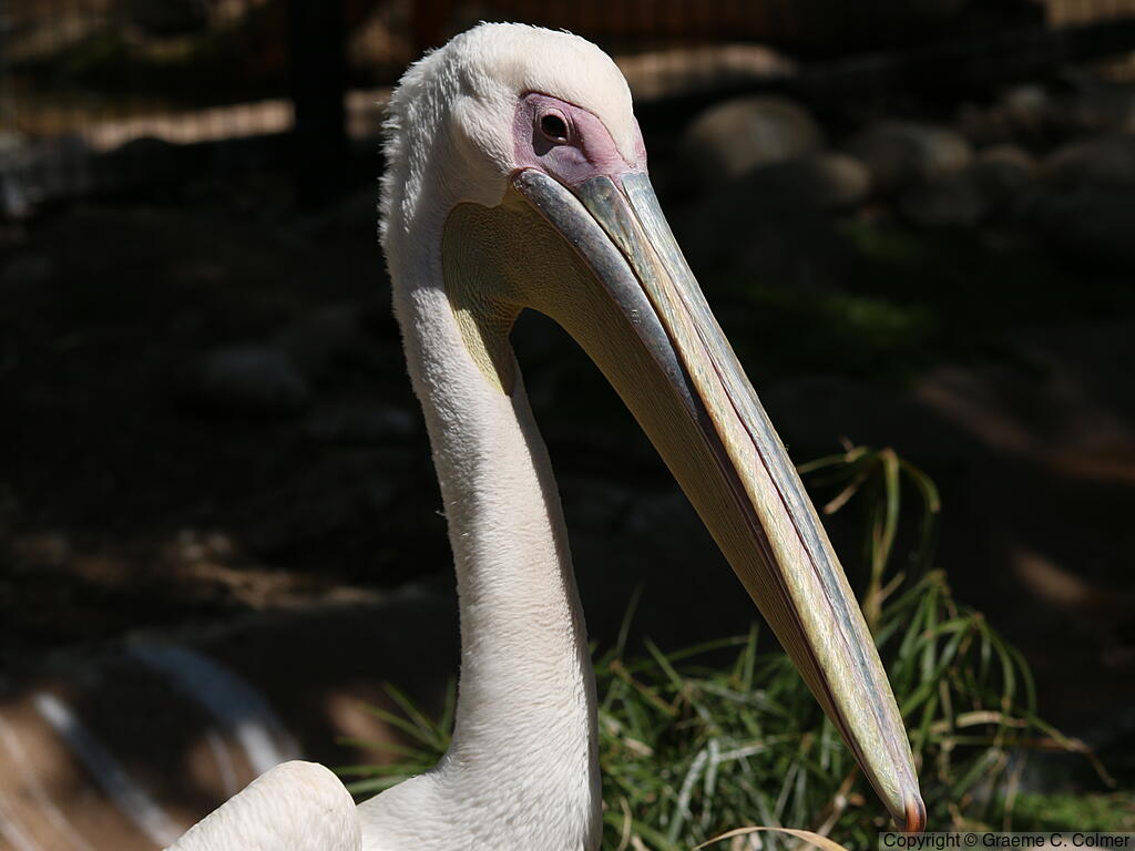 Great White Pelican (Pelecanus onocrotalus) - Adult