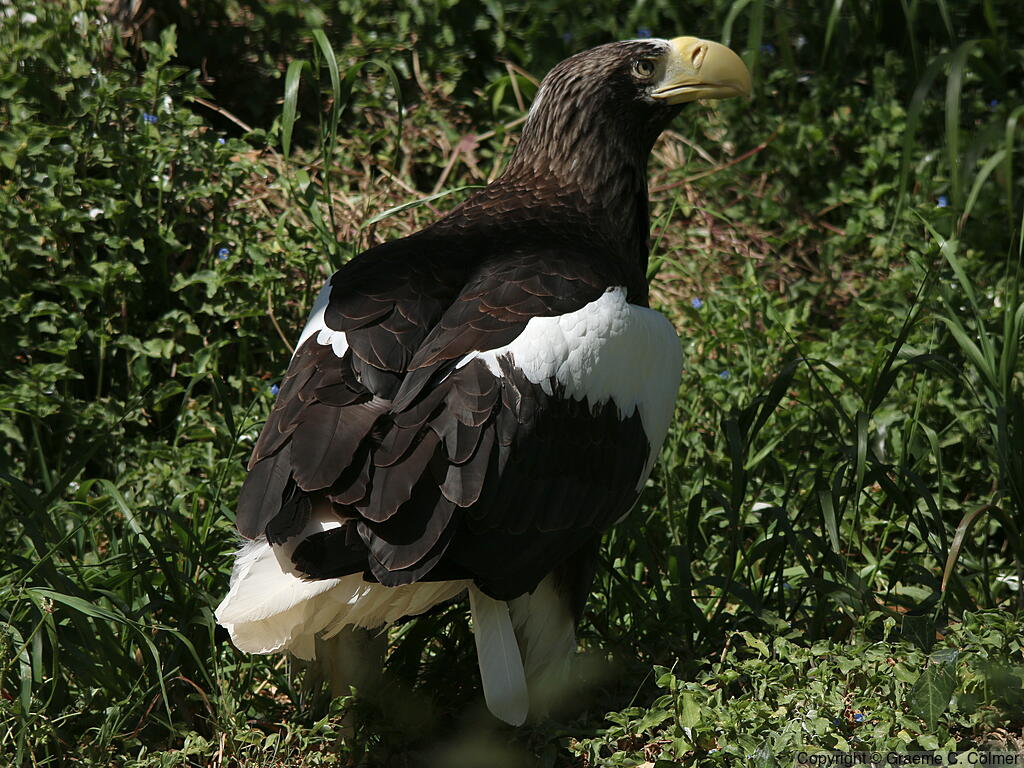 Steller's Sea-Eagle (Haliaeetus pelagicus) - Adult