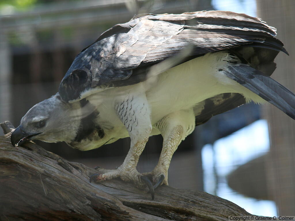 Harpy Eagle (Harpia harpyja) - Adult