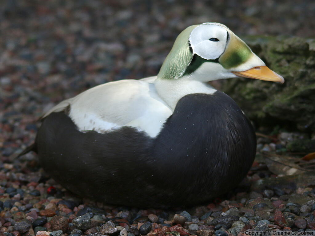 Spectacled Eider (Somateria fischeri) - Male