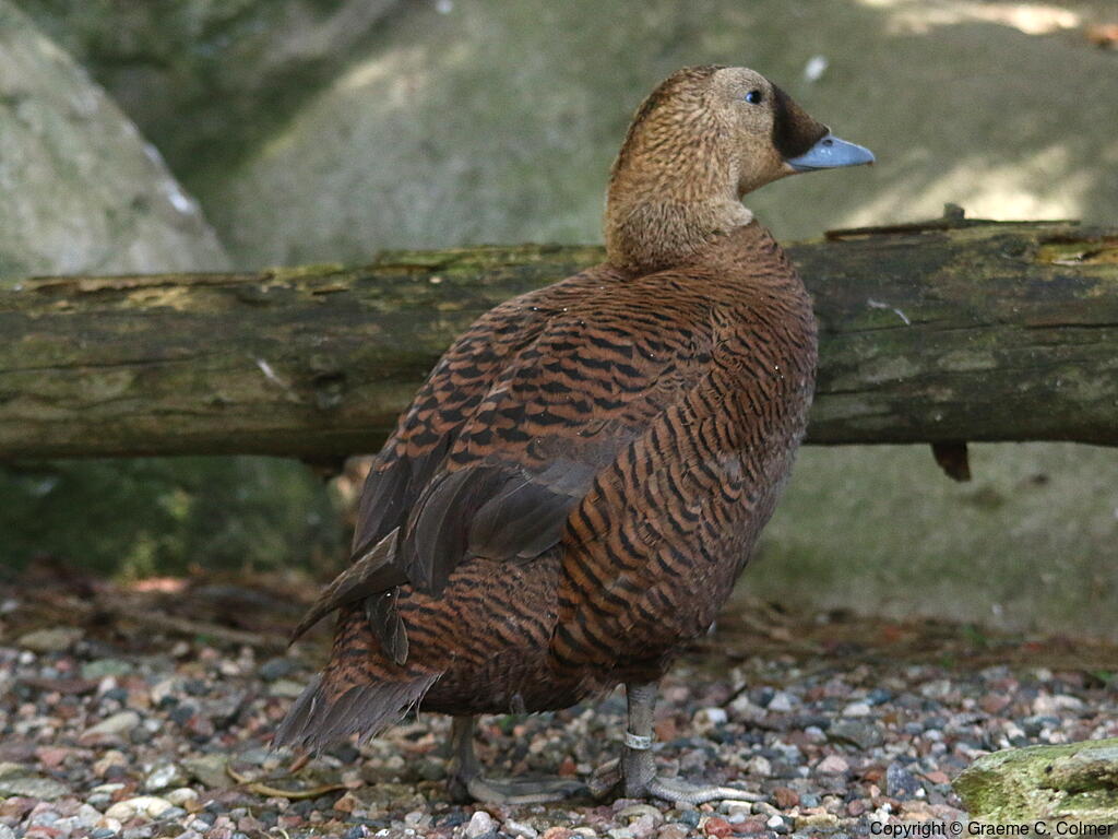 Spectacled Eider (Somateria fischeri) - Female