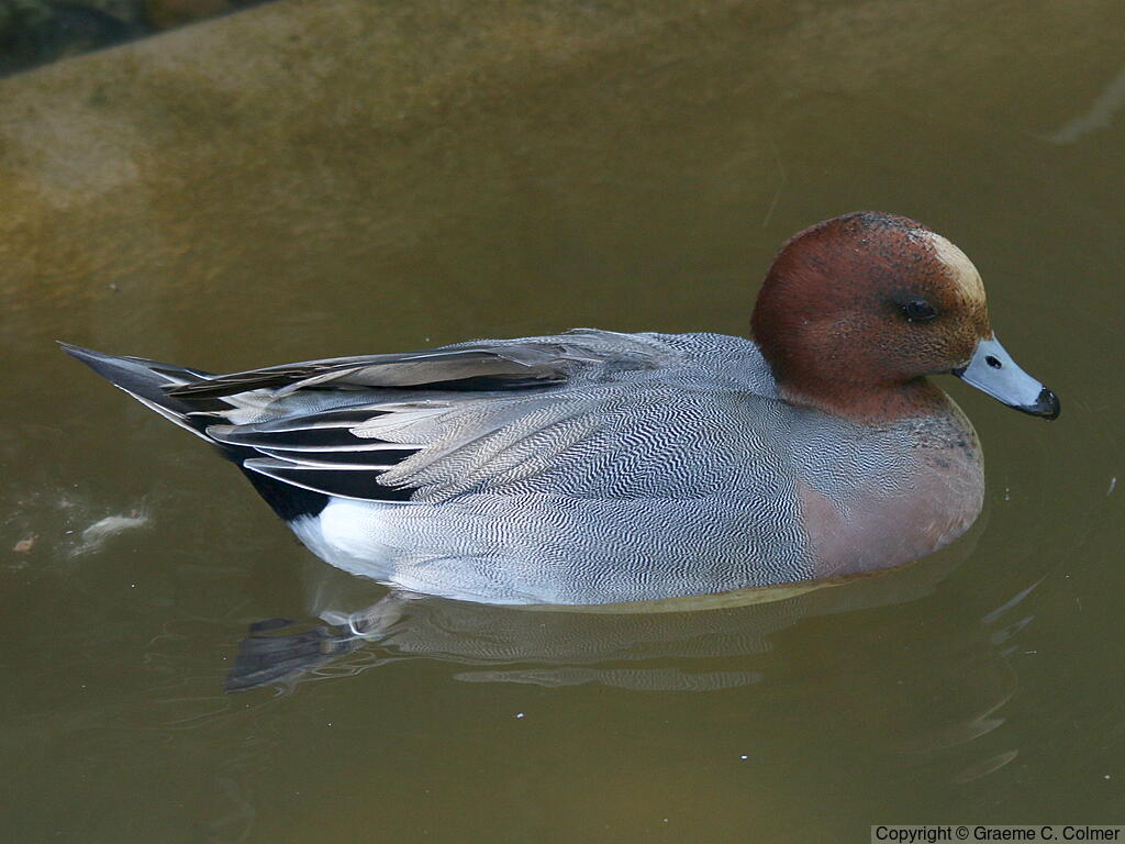 Eurasian Wigeon (Mareca penelope) - Adult male