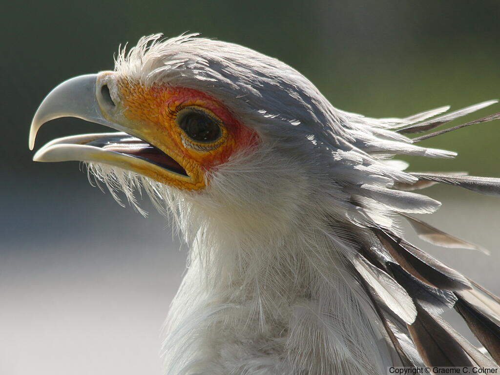 Secretarybird (Sagittarius serpentarius) - Adult