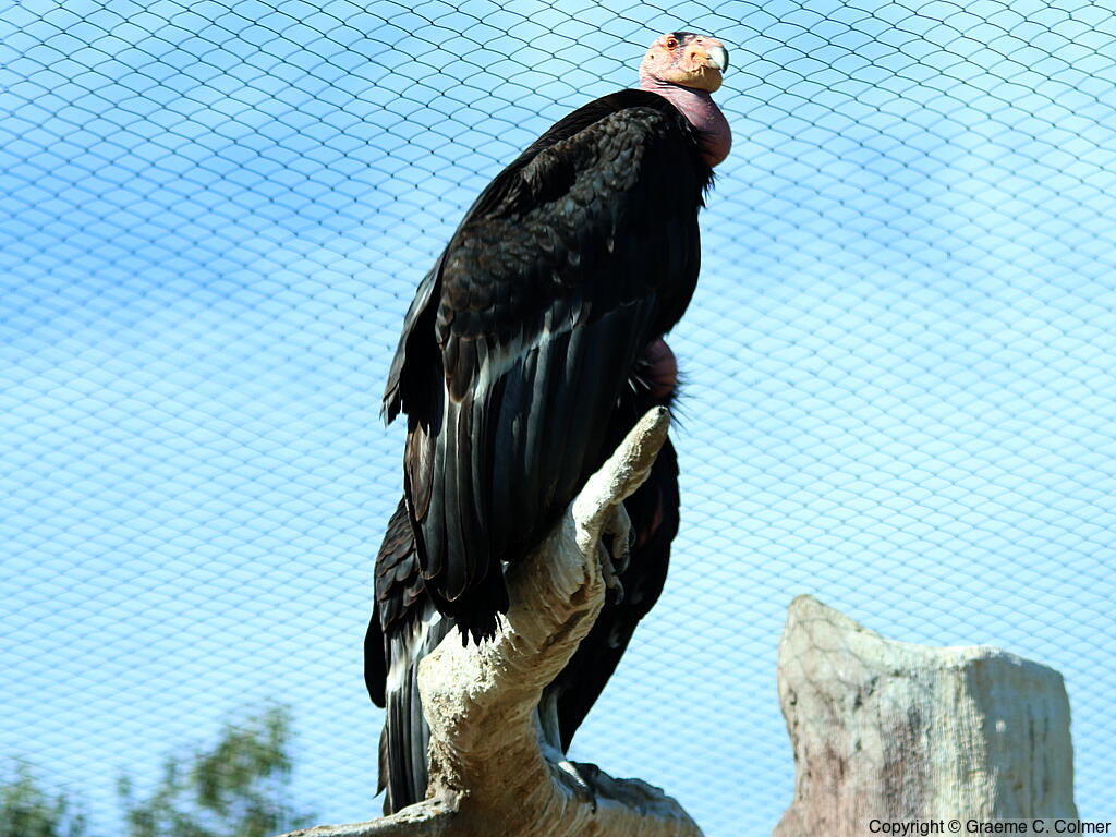 California Condor (Gymnogyps californianus) - Adult