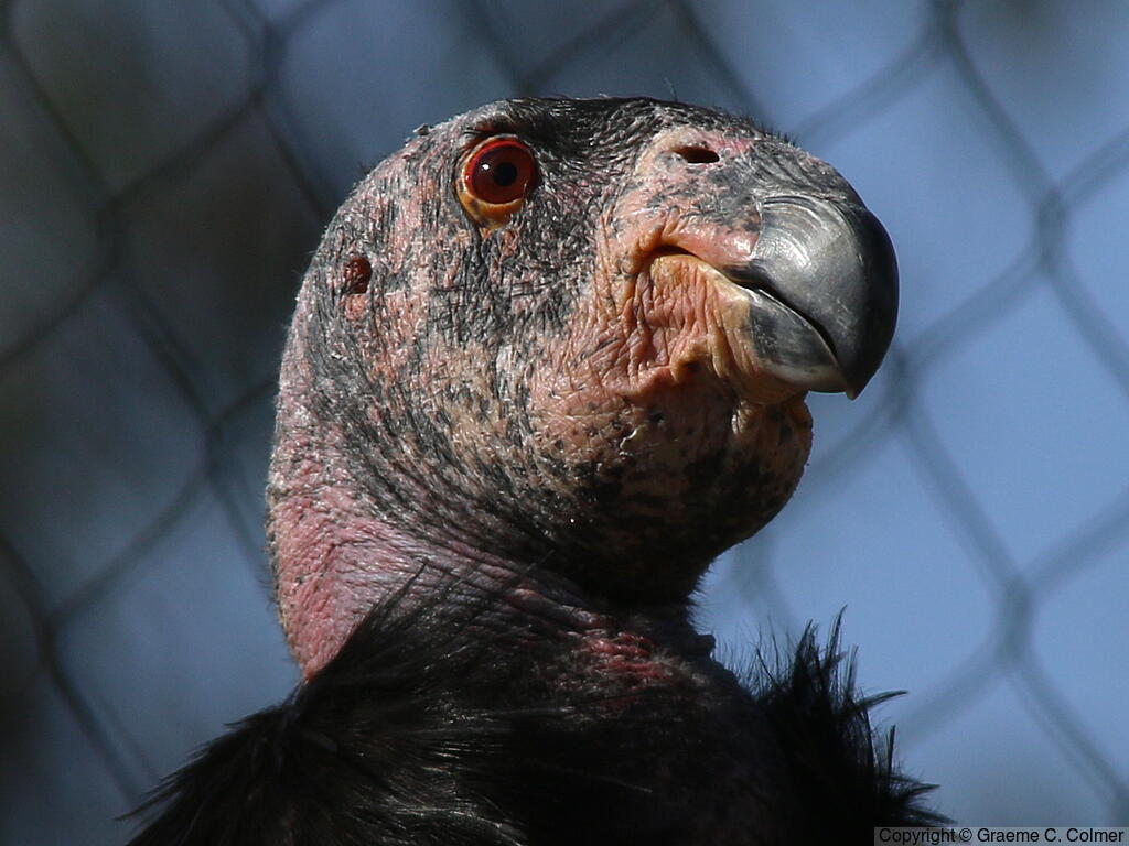 California Condor (Gymnogyps californianus) - Adult