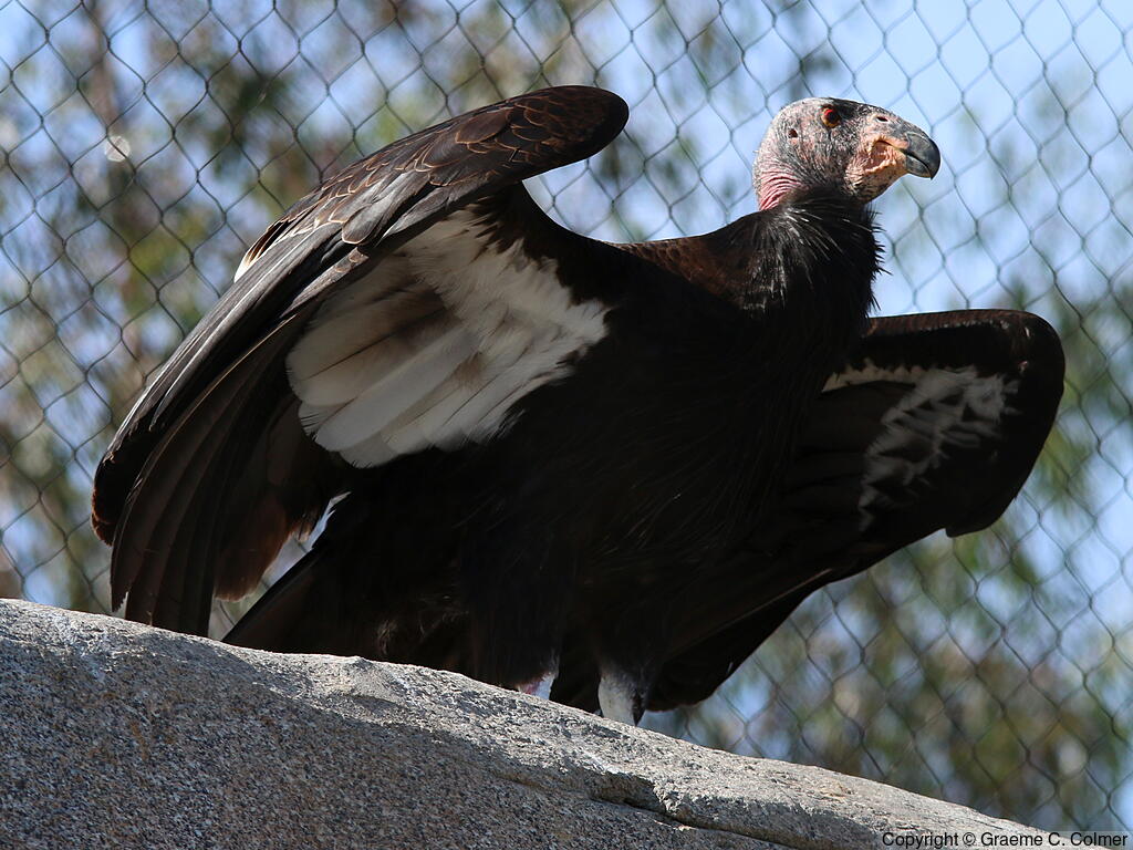 California Condor (Gymnogyps californianus) - Adult
