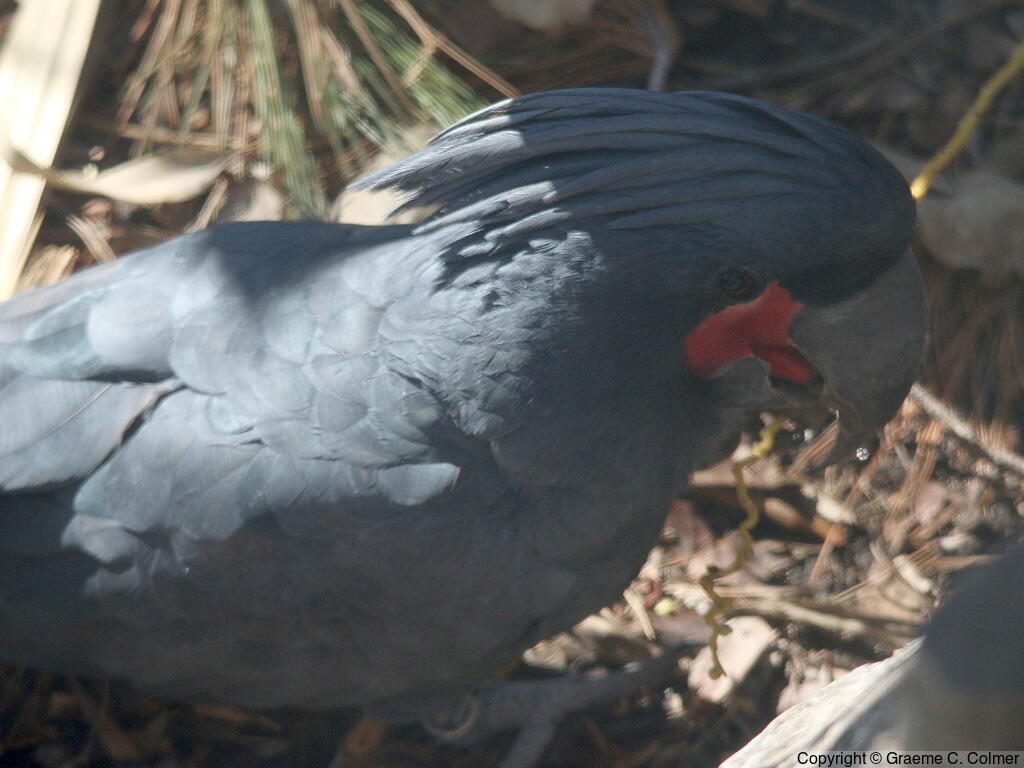 Palm Cockatoo (Probosciger aterrimus) - Adult