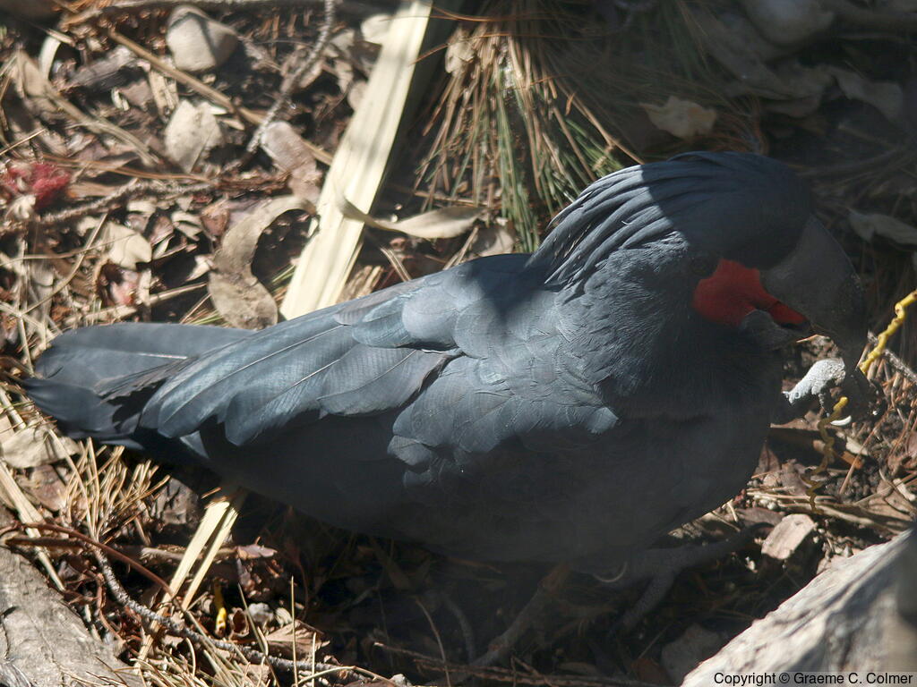 Palm Cockatoo (Probosciger aterrimus) - Adult