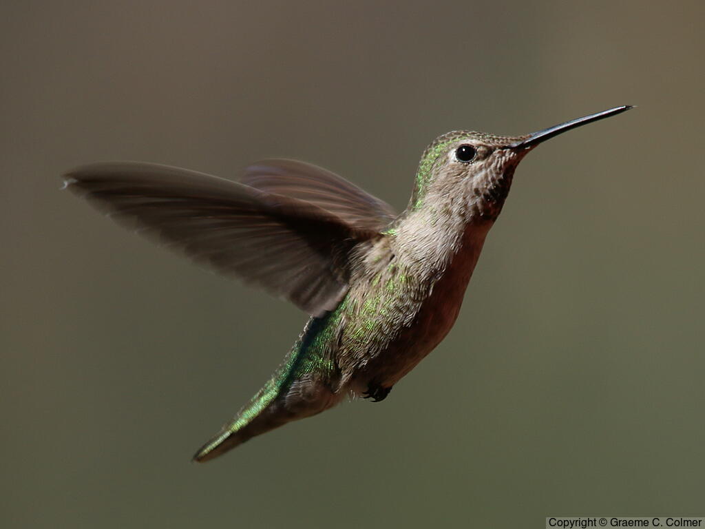 Anna's Hummingbird (Calypte anna) - Adult female