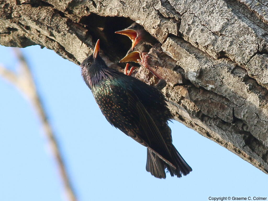 European Starling (Sturnus vulgaris) - Adult at nest with chicks
