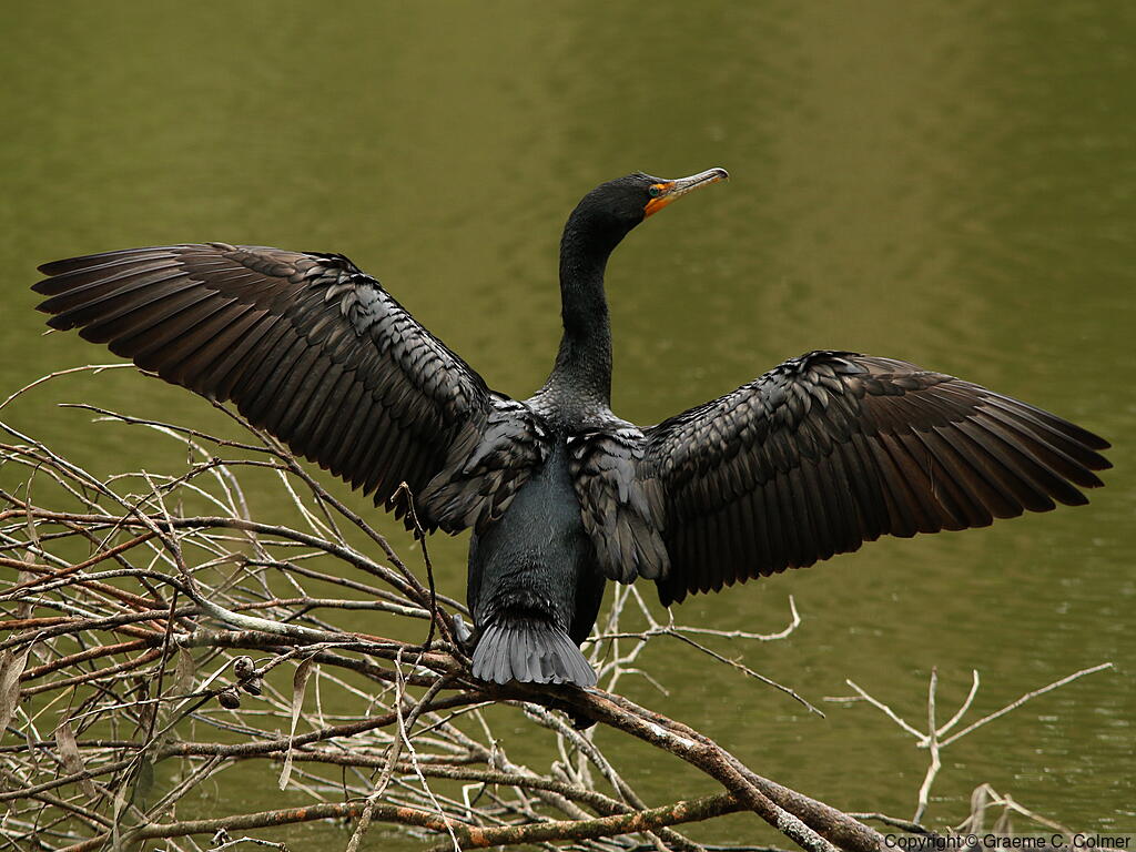 Double-crested Cormorant (Nannopterum auritum) - Adult