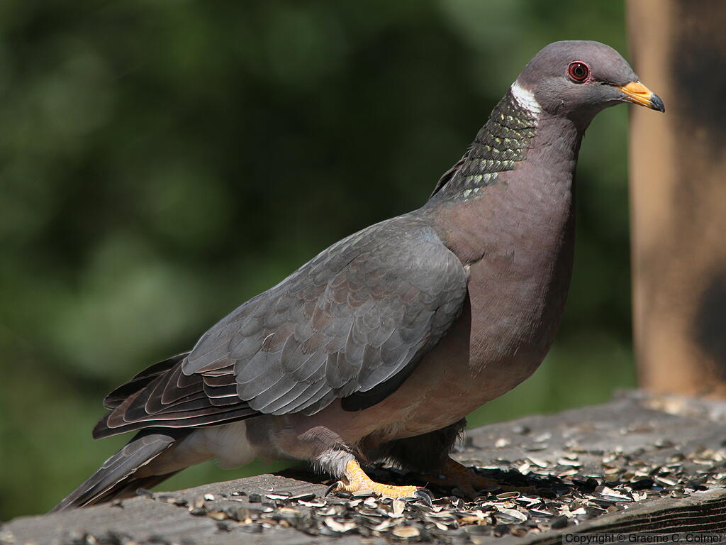 Band-tailed Pigeon (Patagioenas fasciata) - Adult