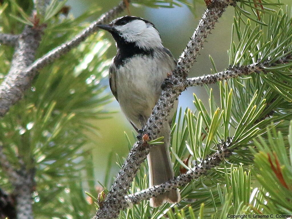 Mountain Chickadee (Poecile gambeli) - Adult