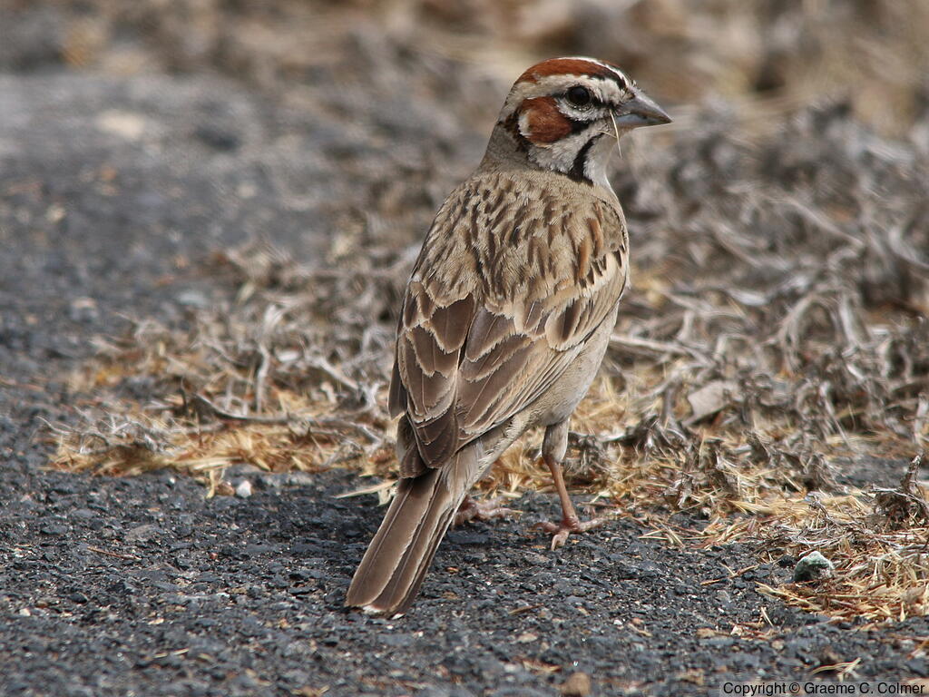 Lark Sparrow (Chondestes grammacus) - Adult