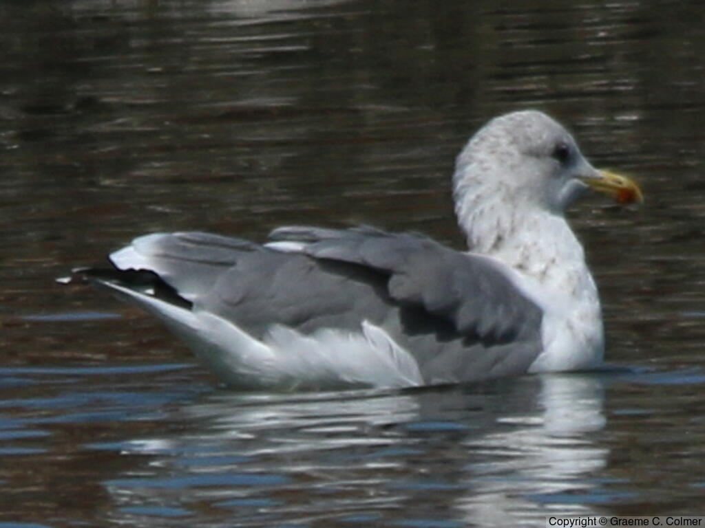 California Gull (Larus californicus) - Non-breeding adult