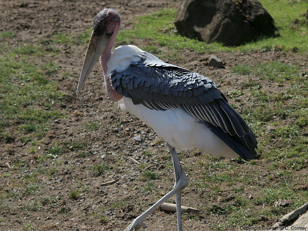Marabou Stork (Leptoptilos crumenifer) - Adult