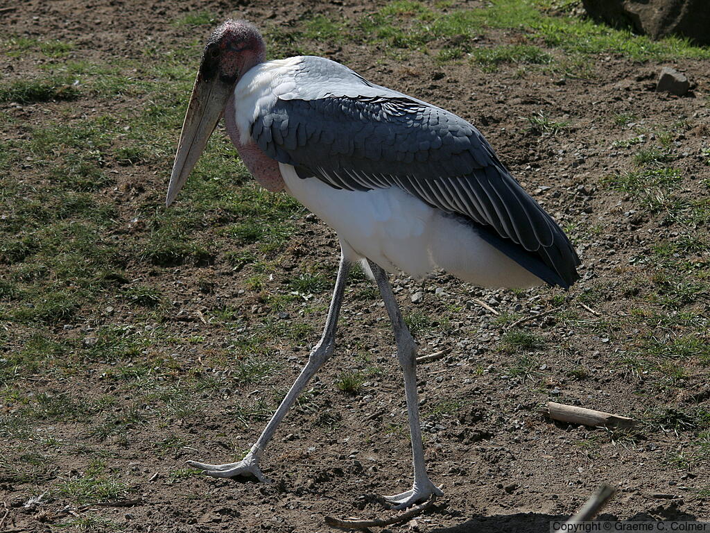 Marabou Stork (Leptoptilos crumenifer) - Adult