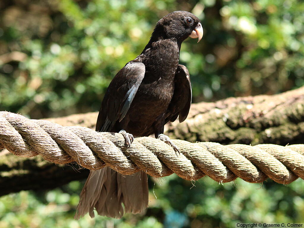 Lesser Vasa Parrot (Coracopsis nigra) - Adult
