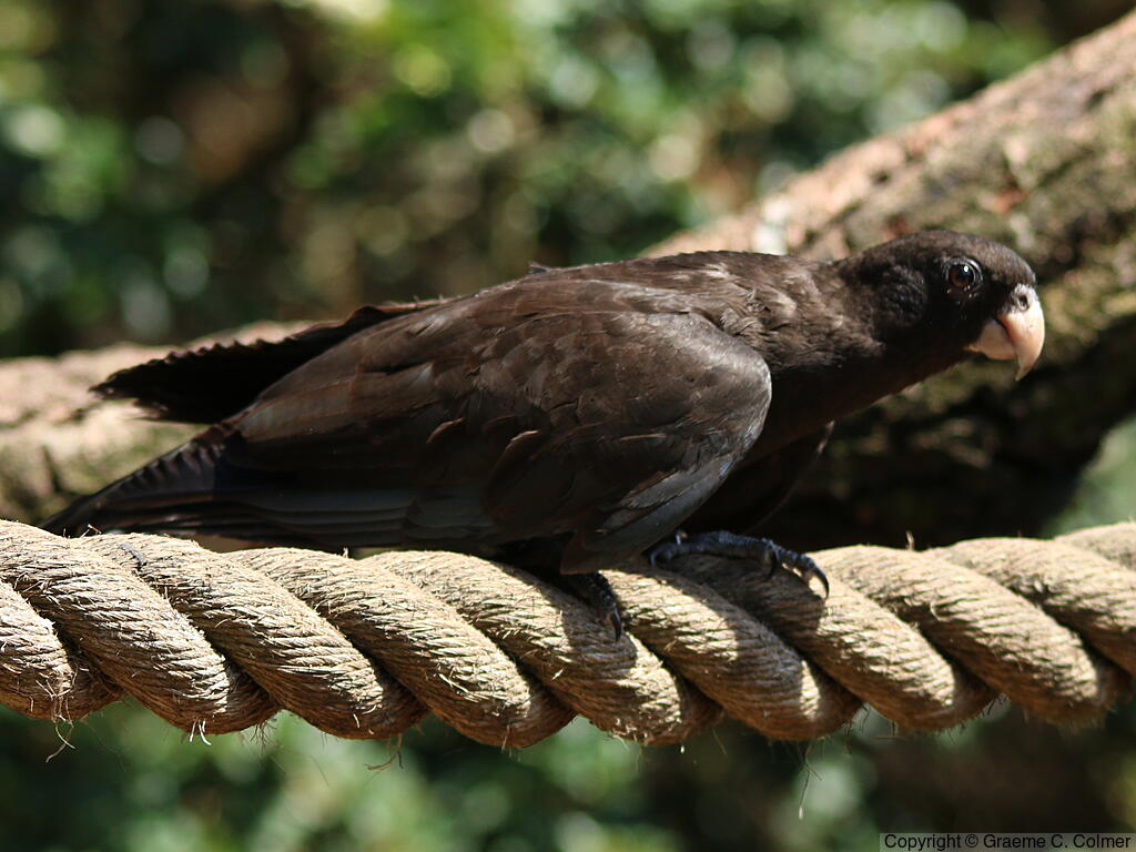 Lesser Vasa Parrot (Coracopsis nigra) - Adult