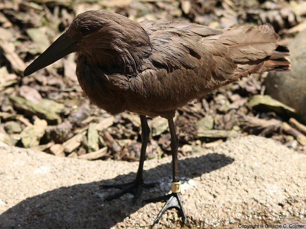 Hamerkop (Scopus umbretta) - Adult