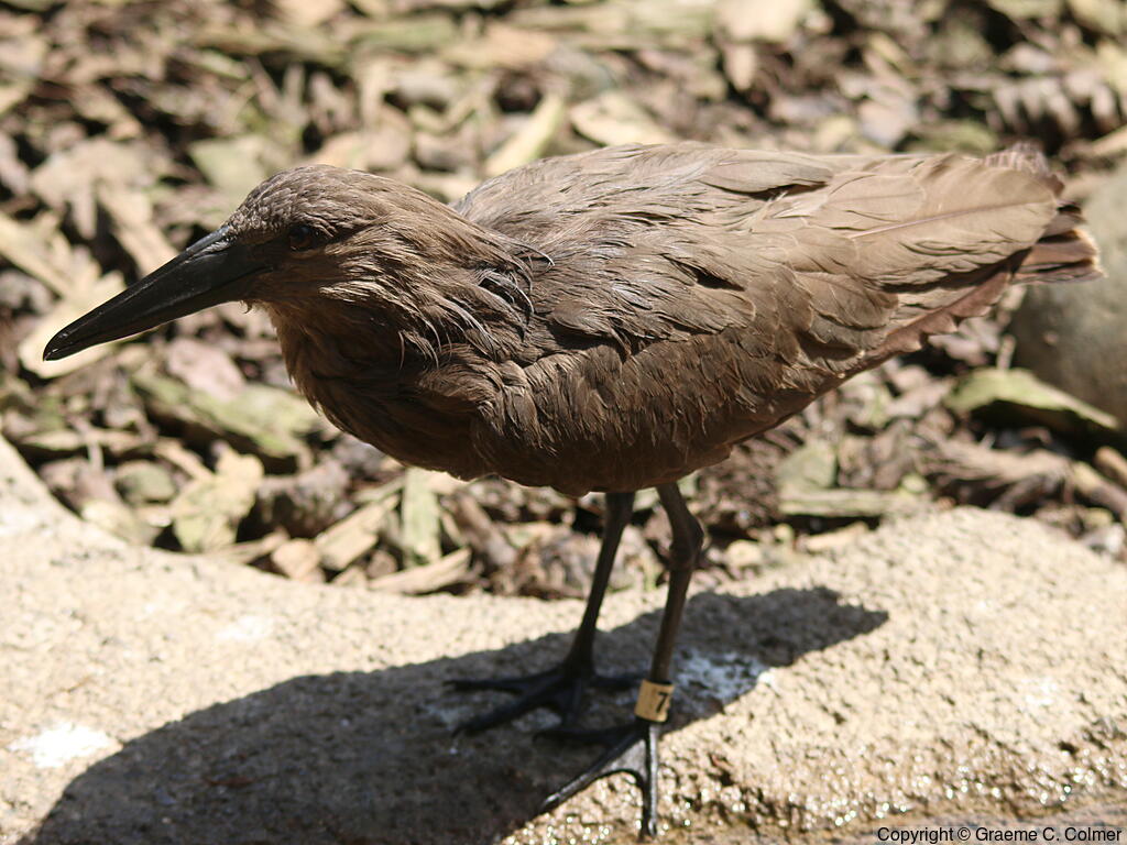Hamerkop (Scopus umbretta) - Adult