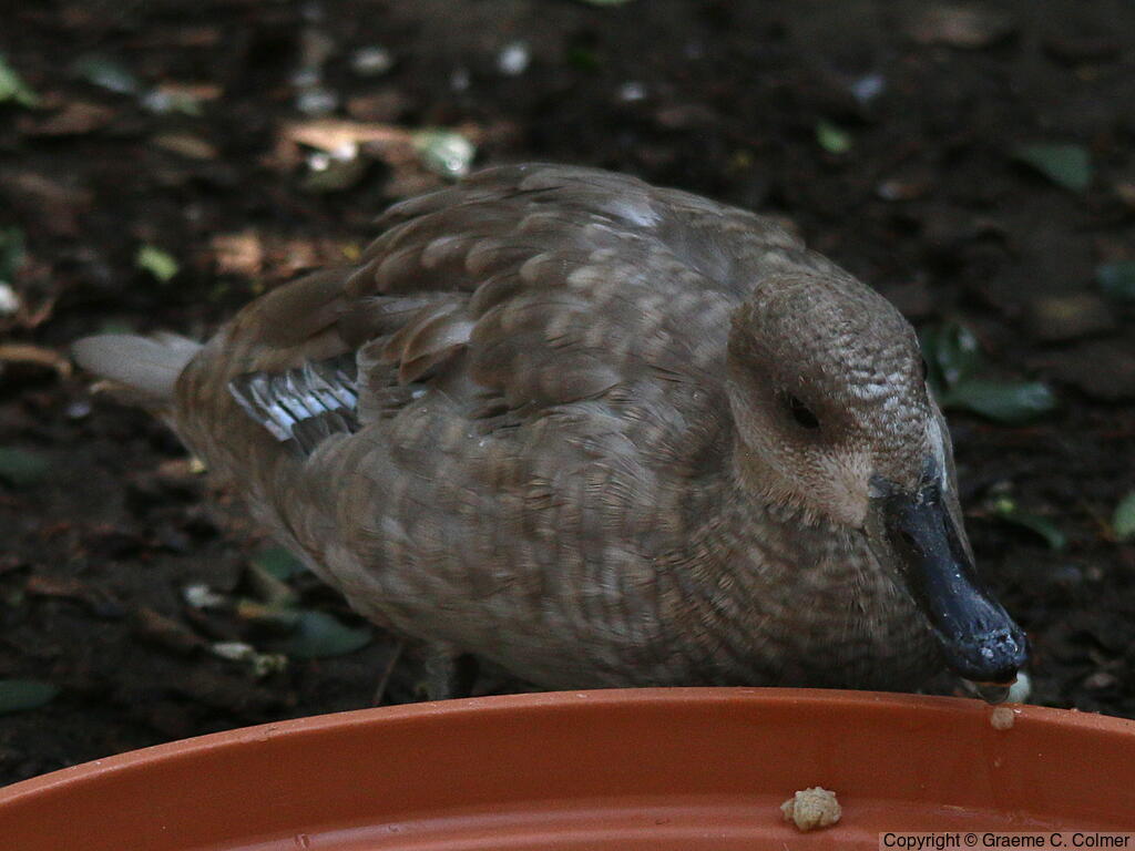 Marbled Duck (Marmaronetta angustirostris) - Adult