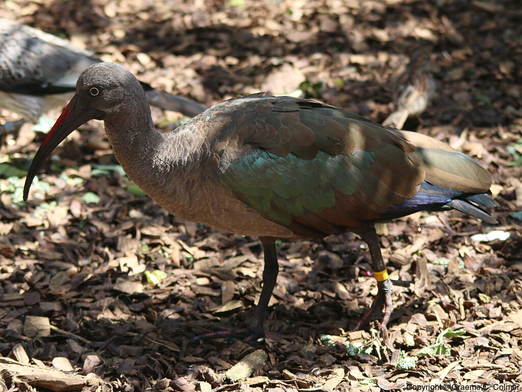 Hadada Ibis (Bostrychia hagedash) - Adult